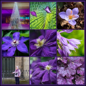 Collage of purple images by Becky Jane Davis.